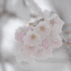 春雪と桜9