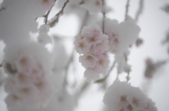 春雪と桜1