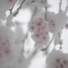 春雪と桜1