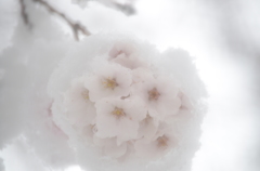 春雪と桜10