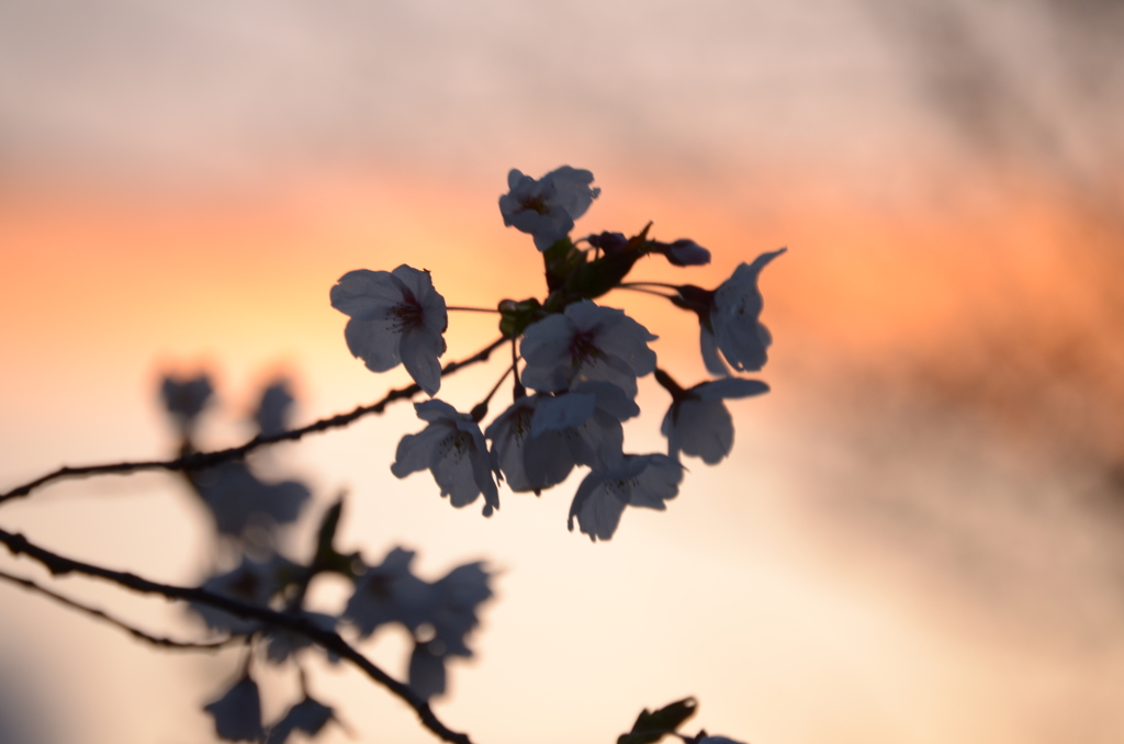 夕暮れ桜2