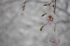 春雪と桜2