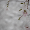 春雪と桜2