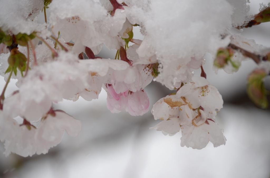 春雪と桜4