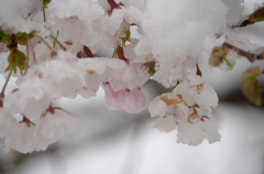 春雪と桜4