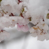 春雪と桜4