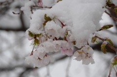 春雪と桜3
