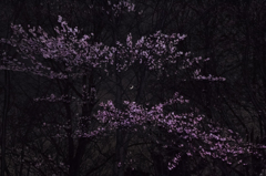 SAKURA 2014
