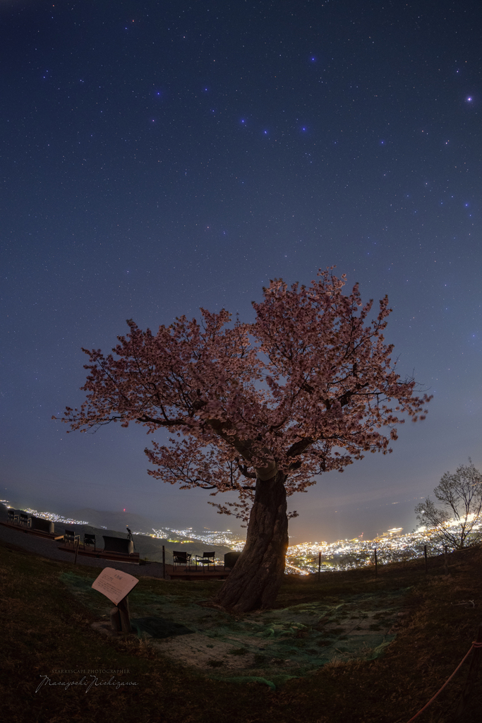 天狗桜