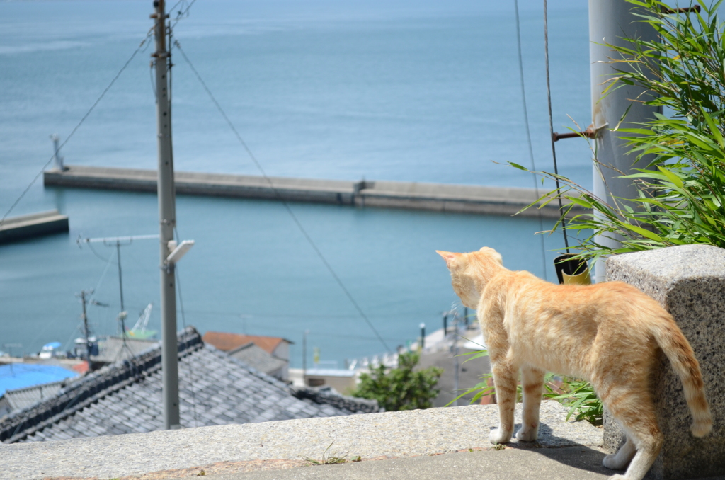 男木島　ねこ