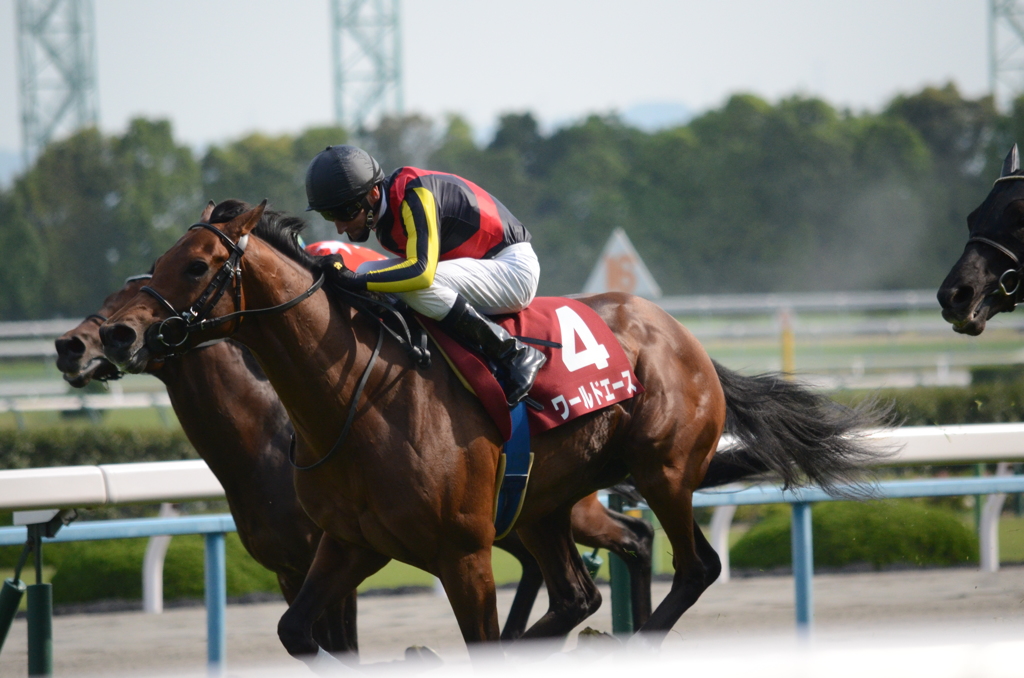 京都競馬場　ワールドエース