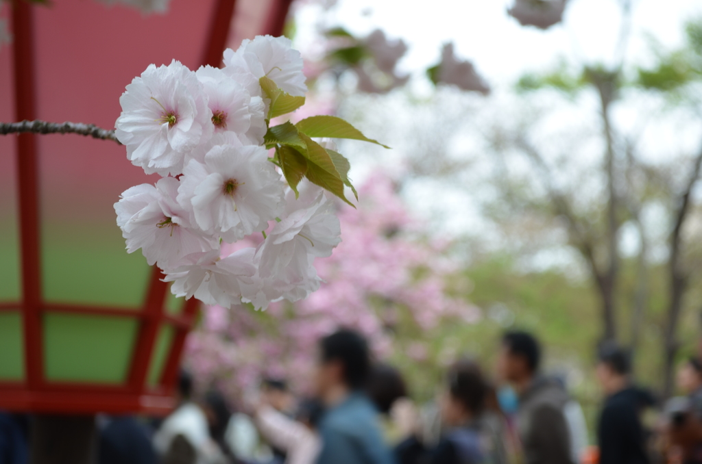 造幣局 桜の通り抜け（大阪）2014