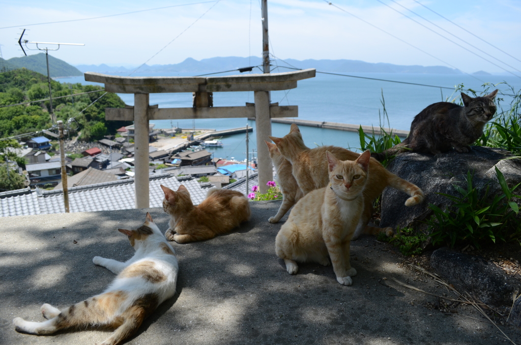 男木島のねこ