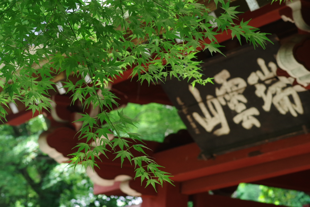 本光寺 山門