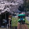 桜駅1