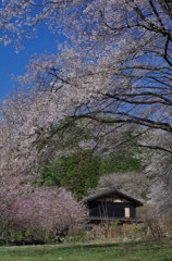 桜守りの家