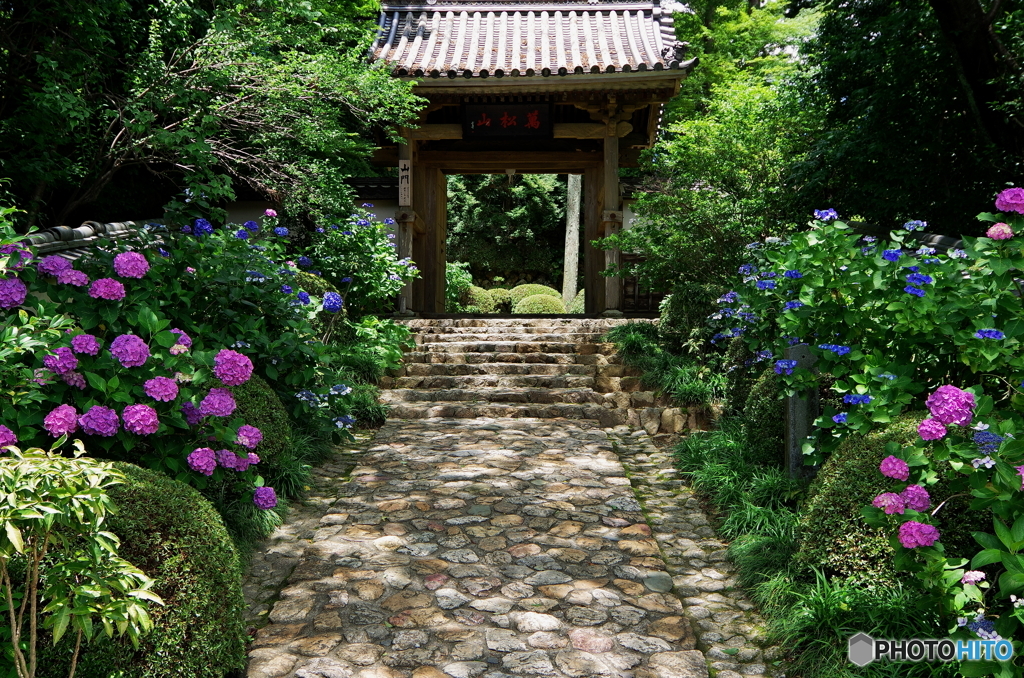 龍潭寺 山門と紫陽花