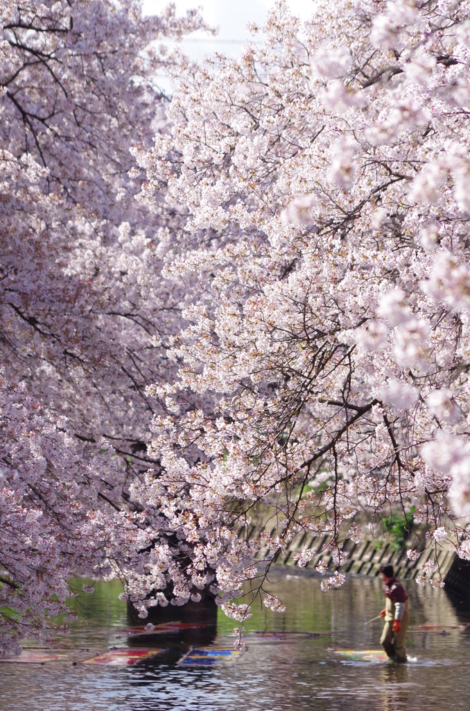 花に包まれ