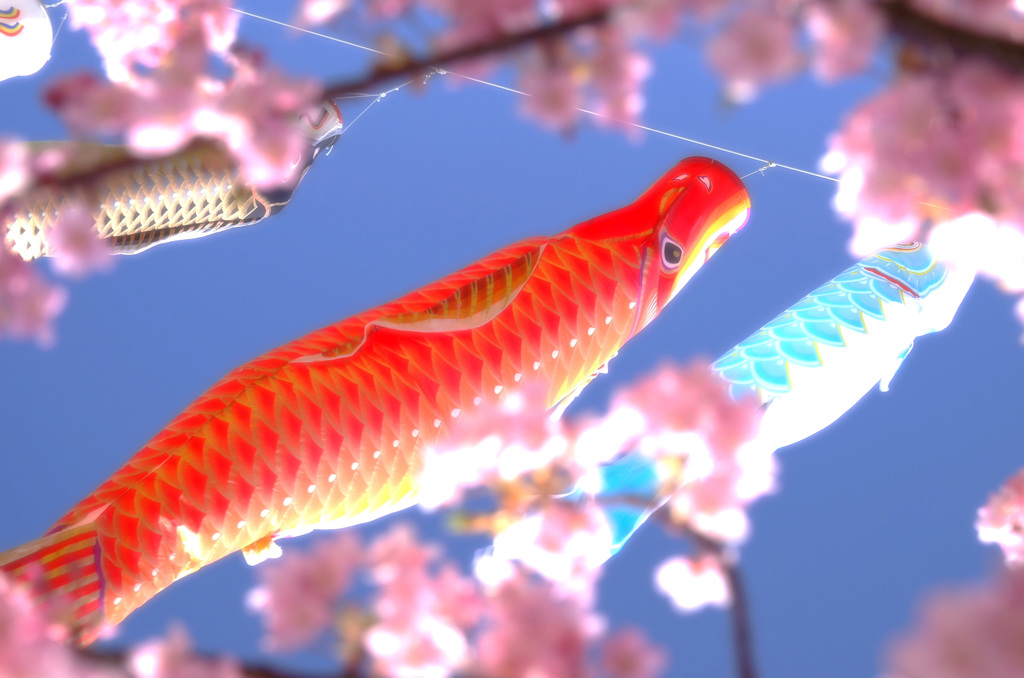 桜の中を 泳ぐ鯉