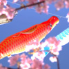 桜の中を 泳ぐ鯉