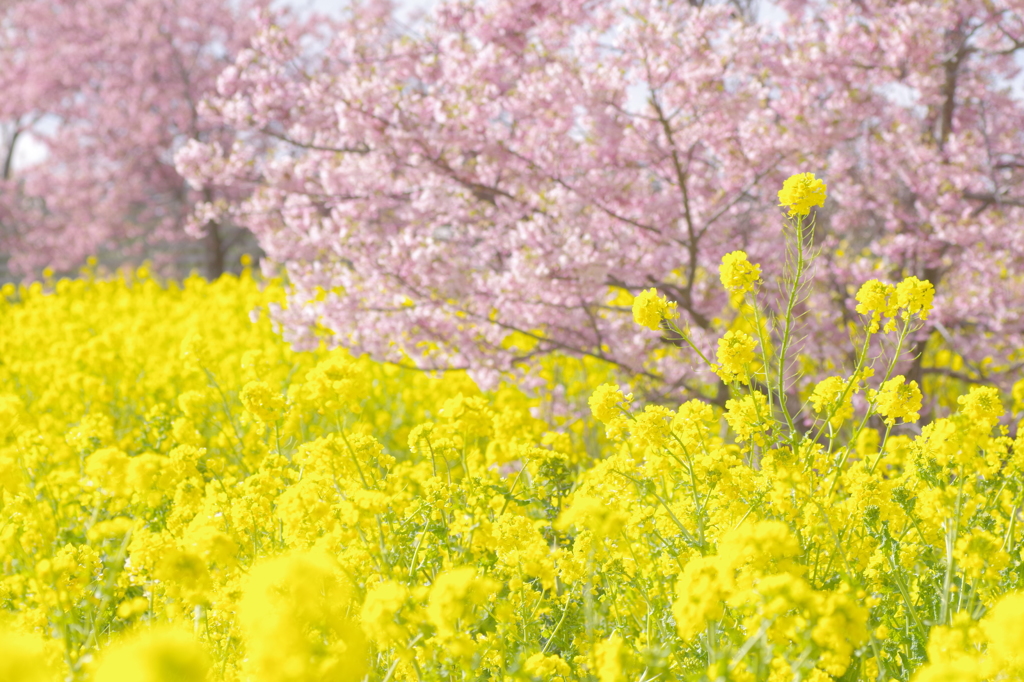 菜の花のある風景③ 春爛漫