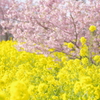 菜の花のある風景③ 春爛漫