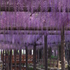 【速報】 天王川公園 藤の開花情報