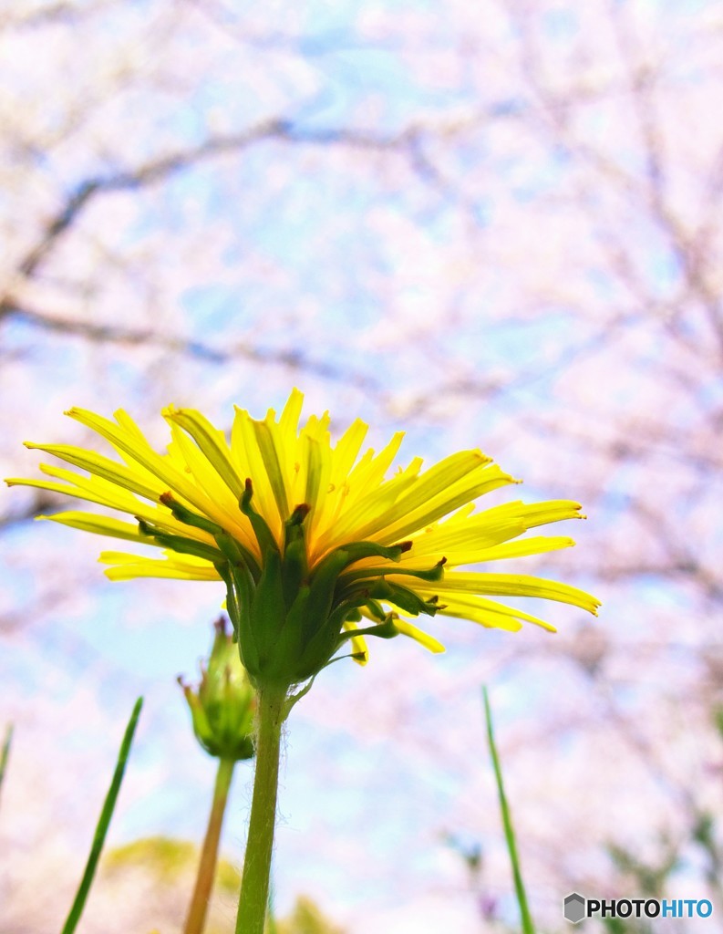 お花見