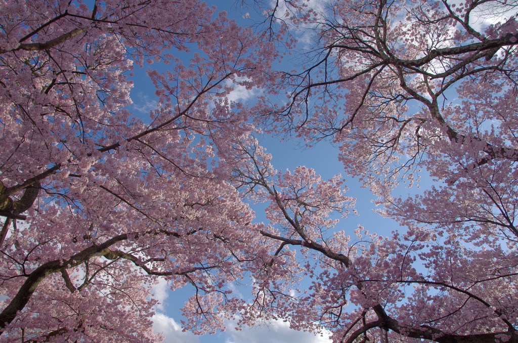 見上げれば、春
