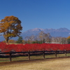 御岳山とブルーベリーの木