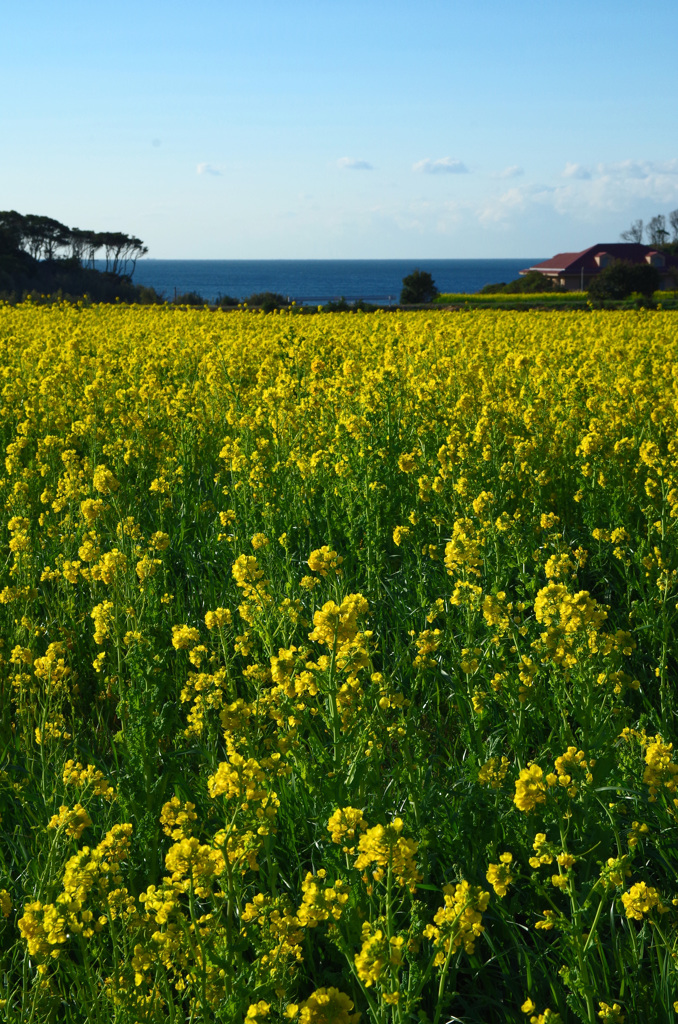 菜の花のある風景① 菜の花の沖