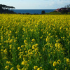 菜の花のある風景① 菜の花の沖