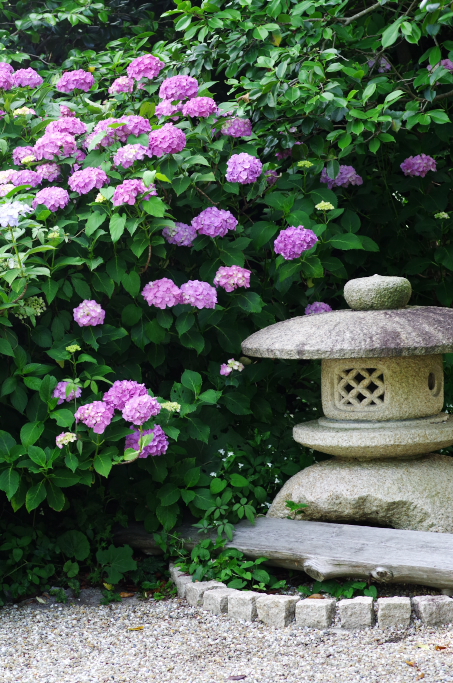 あじさい寺 本光寺 03