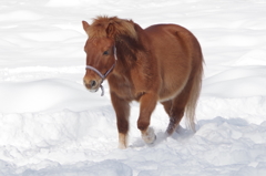 雪原の木曽馬