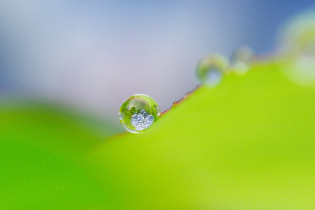 水滴ころり