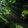 午後の森（木漏れ日ver ）