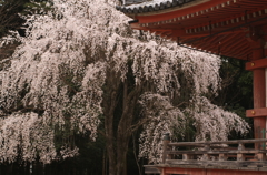 幽玄 醍醐の桜