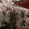 幽玄 醍醐の桜