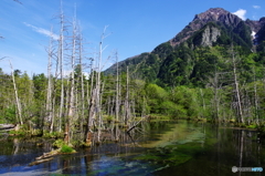 岳沢湿原【上高地散策】