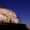 奥山田しだれ桜ライトアップ