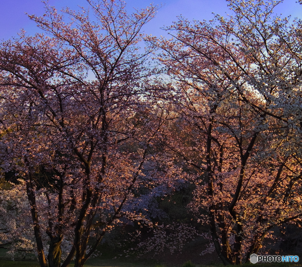 夕日に染まれ