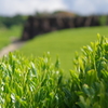 新茶の季節
