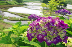 棚田の紫陽花