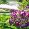 棚田の紫陽花
