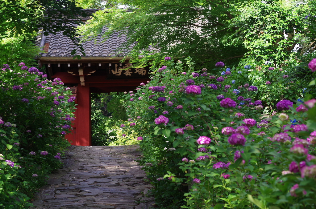 あじさい寺 本光寺 02