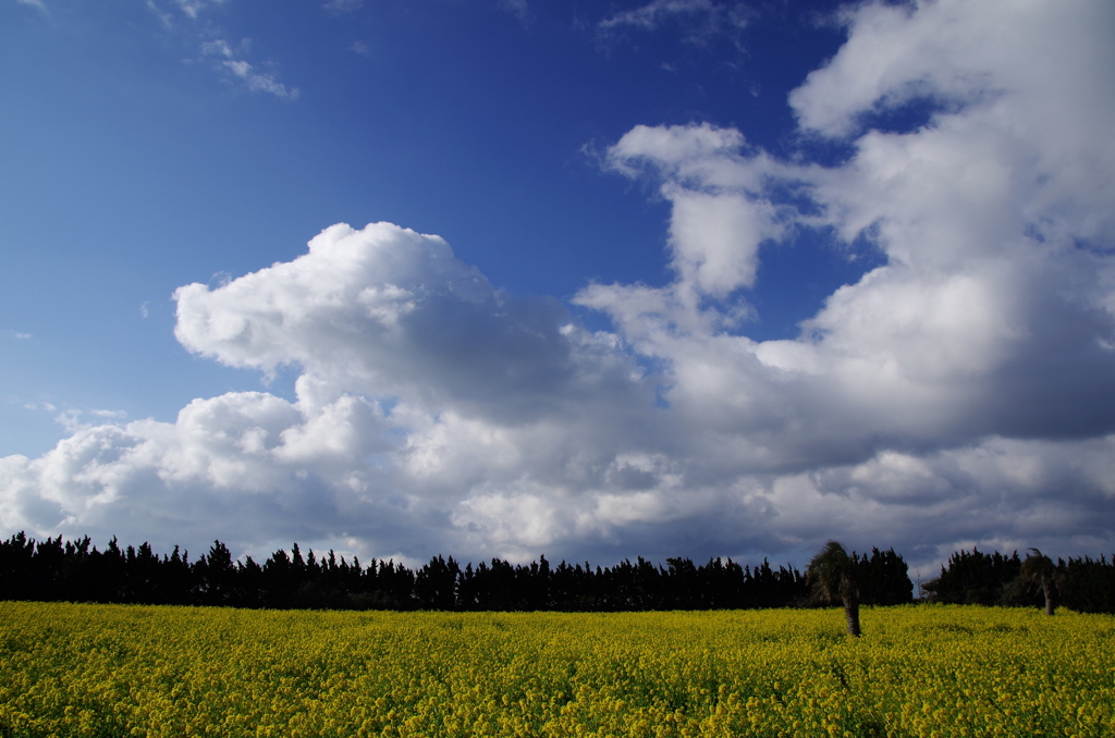 菜の花のある風景② 青い空、白い雲
