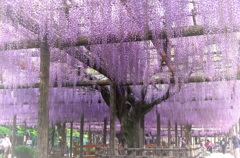 天王川公園 藤棚