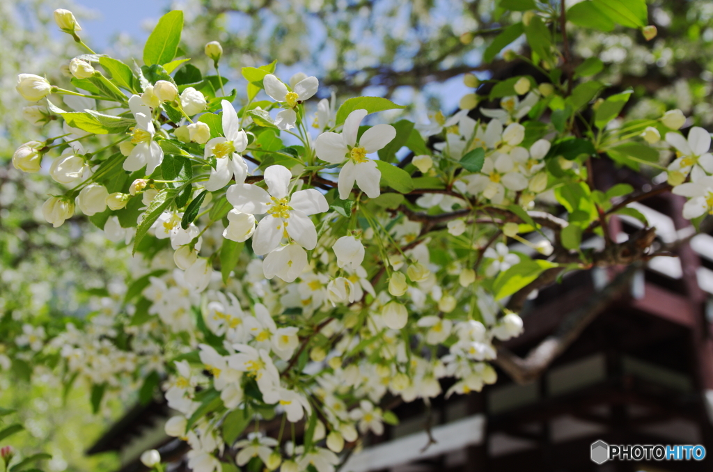 小梨の花【上高地】