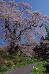 新田の桜