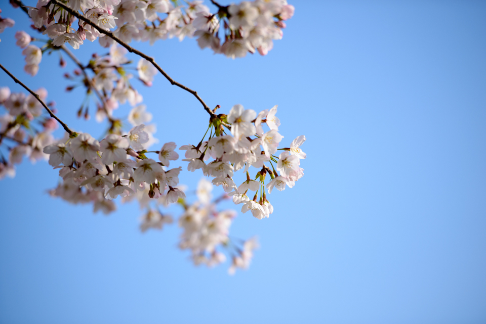 権現堂　桜　満開４